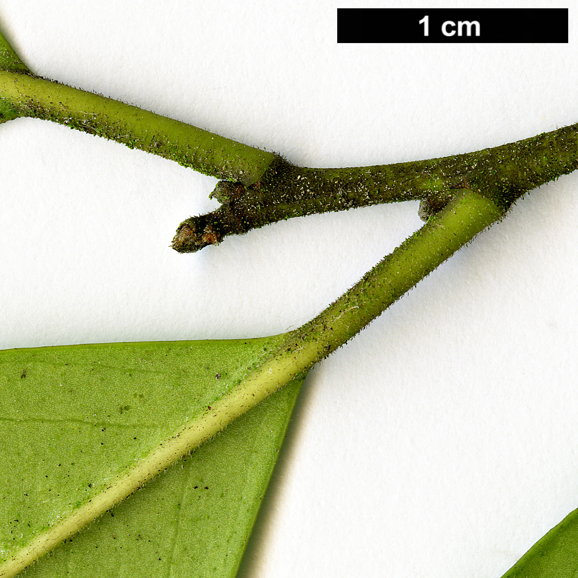 High resolution image: Family: Aquifoliaceae - Genus: Ilex - Taxon: cassine - SpeciesSub: × I.cumulicola '580 Lady'